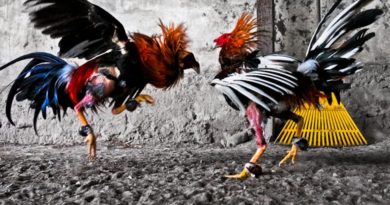 cara mengetahui kelebihan dan kekurangan ayam pakhoy terbaru