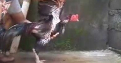 Pelatihan Yang Tepat Untuk Ayam Bangkok