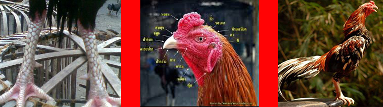 Ciri Ayam Bangkok Yang Asli