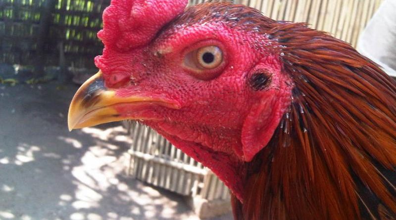 Ciri-ciri Kepala Ayam Bangkok Yang Ungul Dan Calon Juara