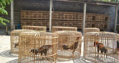 Sabung Ayam Online - Cara Menjemur Ayam Bangkok Aduan Yang Baik Dan Benar
