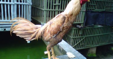 Sabung Ayam Online - Lima Jenis Ayam Bangkok Aduan Terbaik Di Dunia