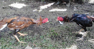 Sabung Ayam Online - Manfaat Lidah Buaya Untuk Penyembuhan Luka Pada Ayam Bangkok