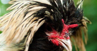 Wow, Ayam Petani Ini Sempat Dihargai 65 Juta Rupiah