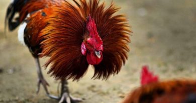 Sabung Ayam Online – TAHTA RAJA PETARUNG ATAS SINGGASANA ADUAN SABUNG AYAM