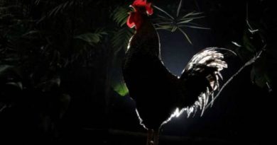 Fakta Dibalik Ayam Berkokok Pada Malam Hari