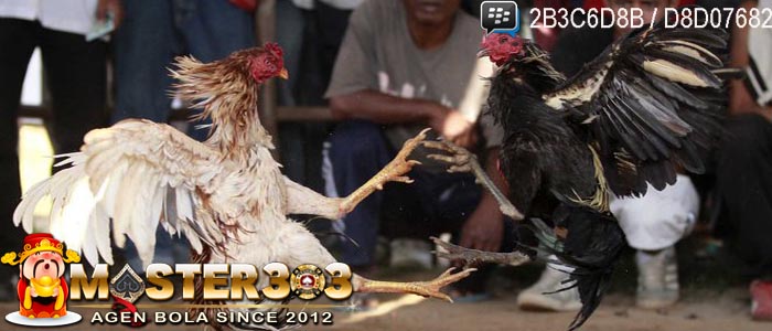 Mengenal Lebih Jauh Lagi Sabung Ayam Taji Pisau Asal Madura