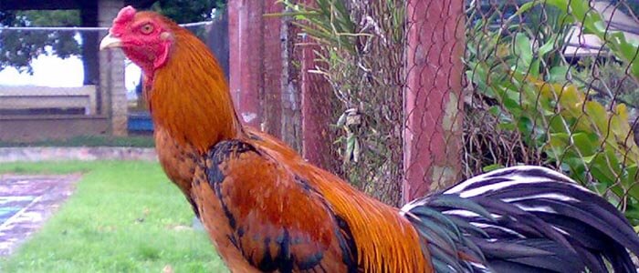 Ciri-Ciri Ayam Brazil Yang Unggul Asal Amerika Selatan (1)