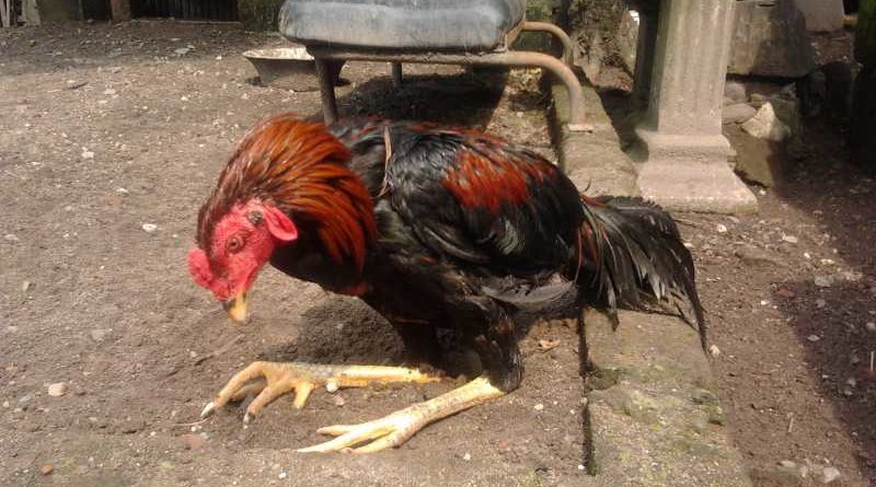 Efek Yang Ditumbulkan Bila Ayam Sering Diadu