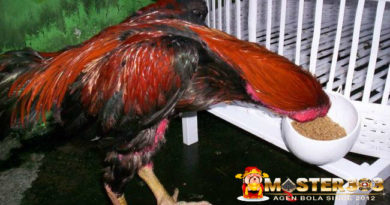 Sabung Ayam Online - Manfaat Pemberian Gabah Untuk Ayam Bangkok Aduan