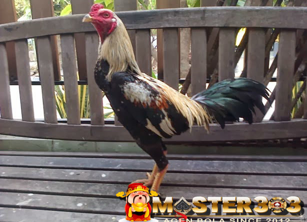 Sabung Ayam Online – Cicak Dapat Meningkatkan Stamina Ayam Bangkok Aduan