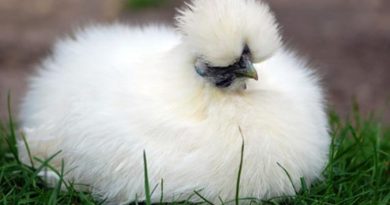 Cara Memelihara Jenis Ayam Silky Atau Ayam Kapas