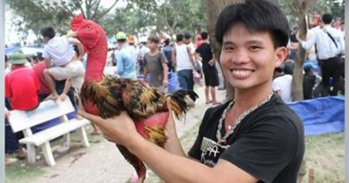 Sejarah dan Kelebihan Sabung Ayam Saigon Asli Vietnam