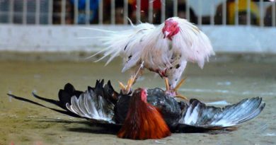 Meningkatkan Mental dan Keberanian Ayam Bangkok