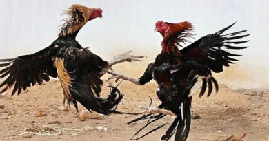 Merawat Ayam Aduan Usai Bertarung di Arena Sabung Ayam