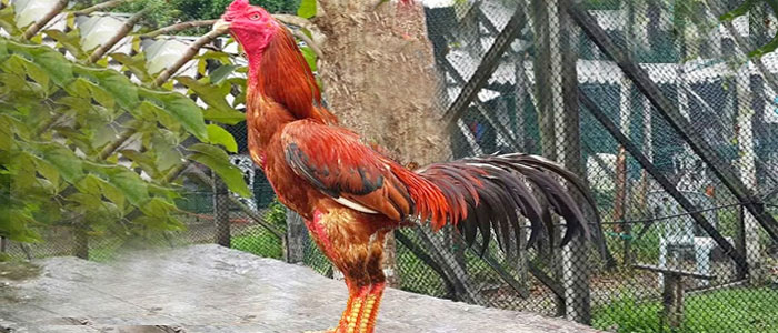 Ayam Bangkok Aduan Kategori Kelas Berat