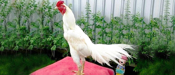 Ayam Bangkok Putih