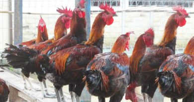 Cara Memulai Usaha Ternak Ayam Bangkok