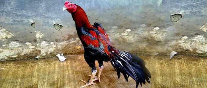Ciri Ayam Pakhoy, Si Ayam Aduan Yang Jago Pukul