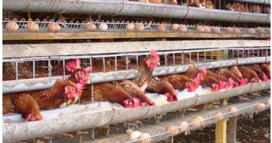 Rincian Biaya Untuk Modal Usaha Ternak Ayam Bangkok