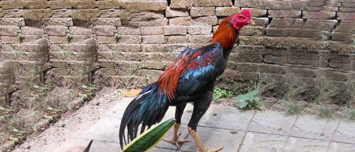 ayam bangkok gombong, ayam khas indonesia yang mendunia