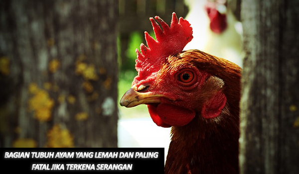 Bagian Tubuh Ayam Yang Lemah Dan Paling Fatal Jika Terkena Serangan
