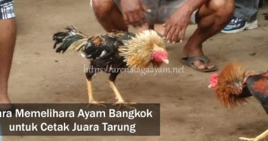 Pemeliharan Ayam Bangkok Guna Cetak Juara Tarung