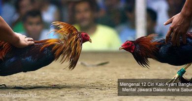 Ciri Kaki Ayam Bangkok Aduan Mental Jawara