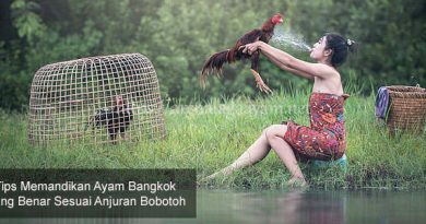 Tips Memandikan Ayam Bangkok