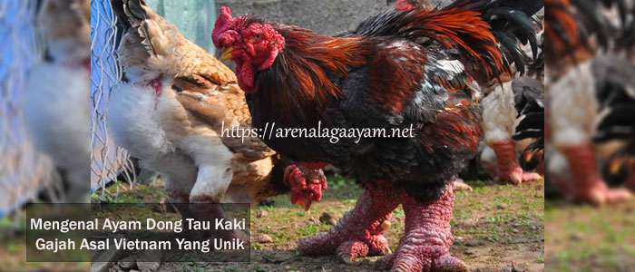 Ayam Dong Tau Kaki Gajah Asal Vietnam