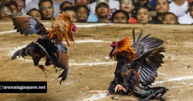 Ayam Bangkok Aduan Yang Tidak Dapat Bertarung