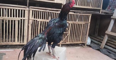 Tata Cara Merawat Ayam Aduan Bangkok Khas Thailand