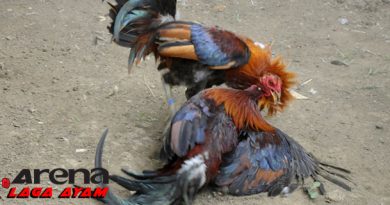 Pukulan Mematikan Ayam Bangkok