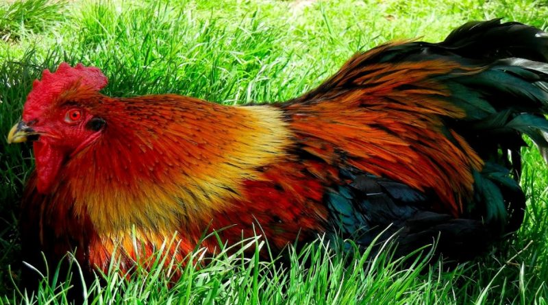 warna bulu ayam bangkok bisa sebabkan lawan ketakutan.