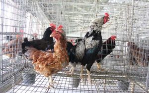 Cara Mengawinkan Ayam Bangkok dengan Metode Pen Mating