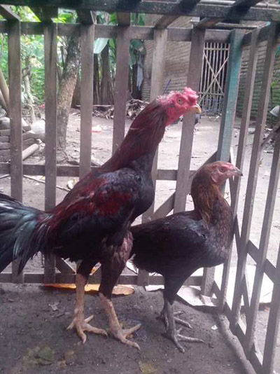 Cara Mengawinkan Ayam Bangkok dengan Metode Stud Mating