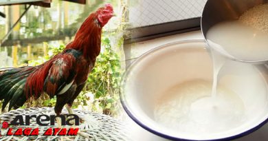 Merawat Penampilan Ayam Bangkok