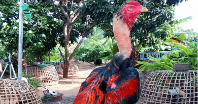 Ciri -ciri Dan Kelebihan Dari Ayam Saigon Vietnam