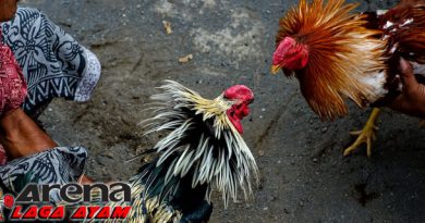 Mengenal Ayam Banten Asli