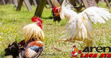 Mitos Ayam Bangkok Kinantan