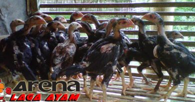 Perbedaan Anak Ayam Bangkok