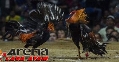 2 Faktor Kemenangan Ayam Bangkok