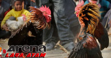 Faktor Penting Penentu Ayam