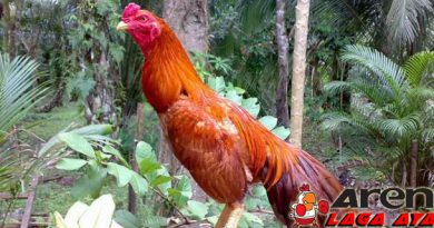 Kehebatan Ayam Brazil Aduan