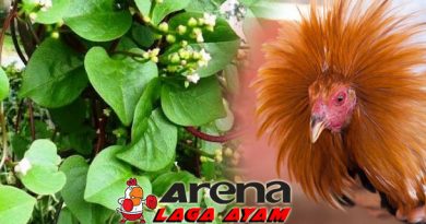 Manfaat Daun Binahong Bagi Ayam Bangkok