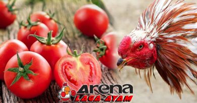 Manfaat Pemberian Tomat Bagi Ayam Bangkok