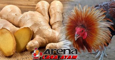 Pemberian Jahe Bagi Ayam Bangkok