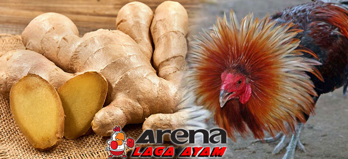 Pemberian Jahe Bagi Ayam Bangkok