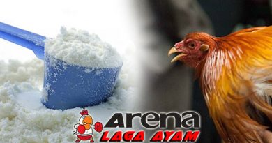Manfaat Susu Bagi Ayam Bangkok