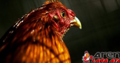 Mengatasi Ayam Bangkok Di Gigit Nyamuk